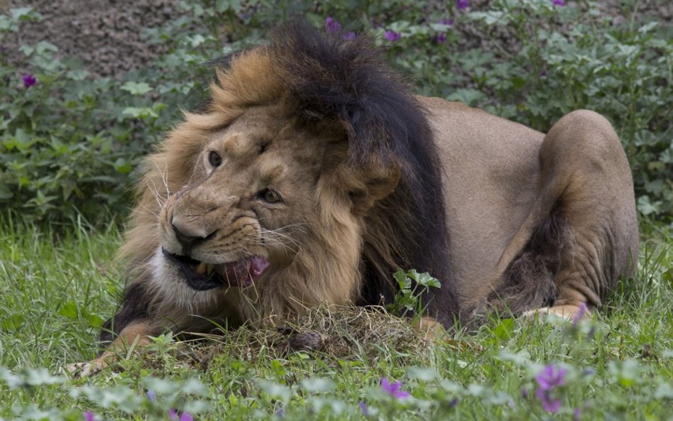 W zoo żywy pokarm dajemy tylko wężom