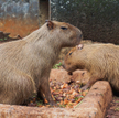 Kapibary w memach, tworzonych przez argentyńskich lewicowców, reprezentują awangardę walki z klasizm