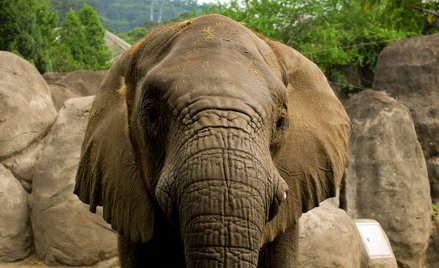 Apel do turystów: Nie jeździjcie na słoniach w Tajlandii