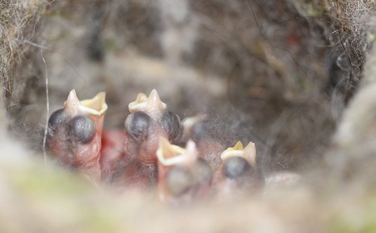 Nieopierzone pisklaki. Fot. Marion Chatelain