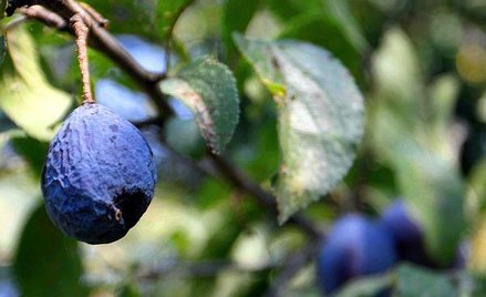 Prognozy plonów nie są optymistyczne