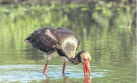 Bocian czarny Ciconia nigra. Długość ciała 90 - 105 cm, rozpiętość skrzydeł 175 -200 cm, waga 3 kg. 