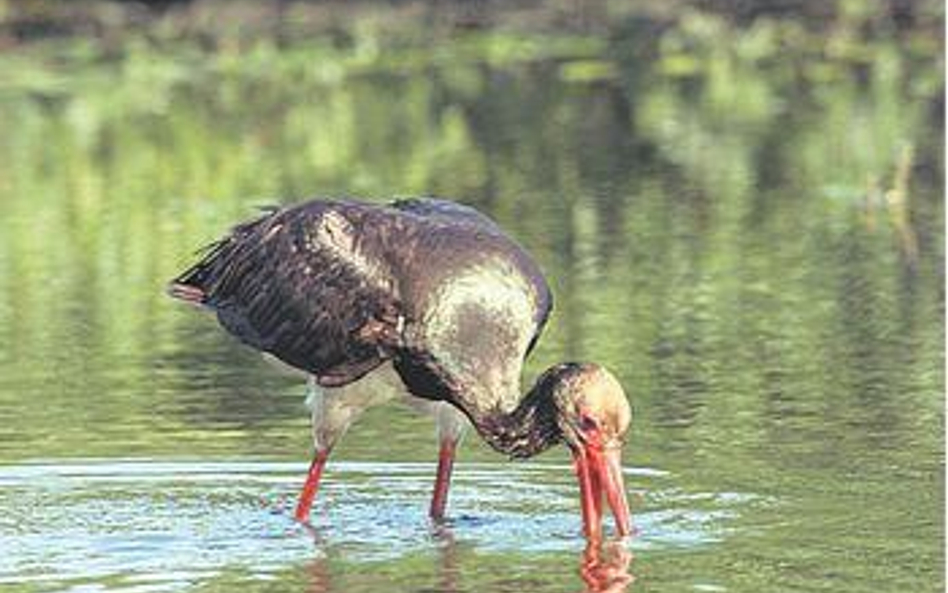 Bocian czarny Ciconia nigra. Długość ciała 90 - 105 cm, rozpiętość skrzydeł 175 -200 cm, waga 3 kg. 