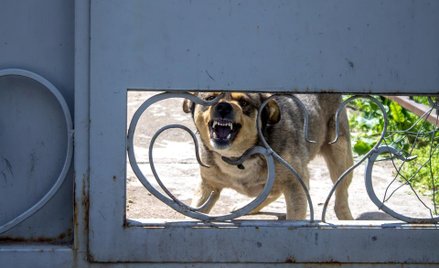 WSA: możliwość samowolnego wydostania się psów z posesji nie jest znęcaniem się nad zwierzętami