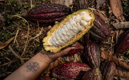 Owoce kakaowca