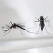 Komary Aedes aegypti