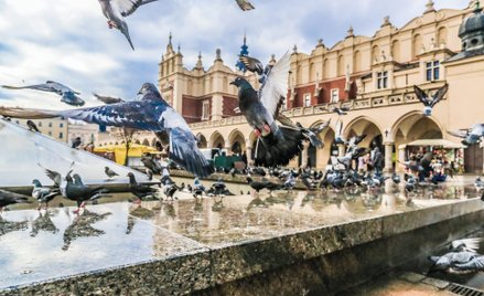 Niektórych Krakowian i ptaki połączyła szczególna więź. Mają swoje ulubione miejsca, gdzie pomimo wa