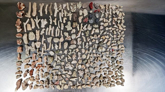 Po otwarciu bagażu okazało się, że wewnątrz znajduje się 361 fragmentów wapiennych szkieletów koralo