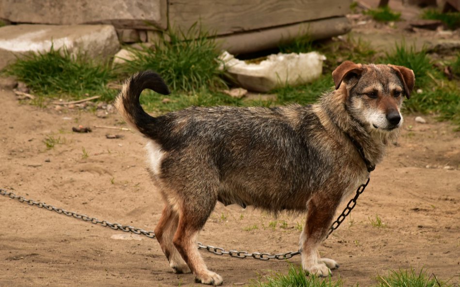 Z ustawy o ochronie zwierząt wynika, że długość łańcucha nie może być krótsza niż trzy metry, powodo