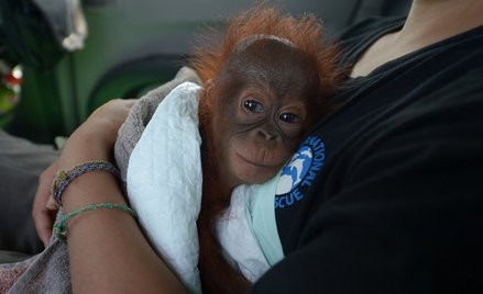 Indonezja: Obrońcy praw zwierząt uratowali 7-miesięcznego orangutana