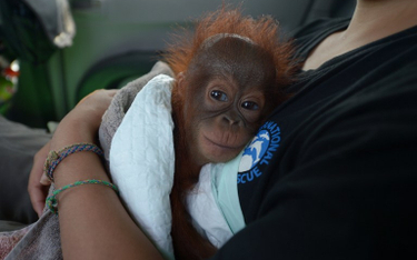 Indonezja: Obrońcy praw zwierząt uratowali 7-miesięcznego orangutana