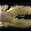 Krab yeti