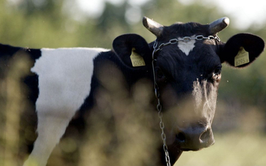 Choroba szalonych krów znowu w Polsce, ale alarmu nie ma