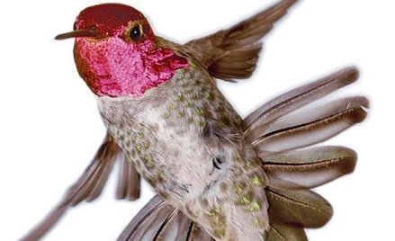 Godowa pieśń kolibra to sprawa... ogonka