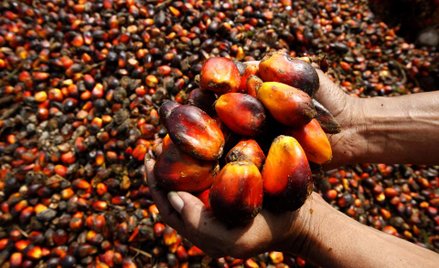 Indonezja grozi Europie olejem palmowym