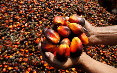Indonezja grozi Europie olejem palmowym