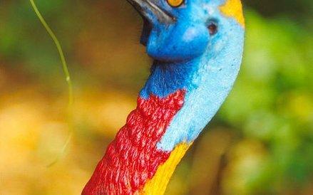 Kazuar bywa nieraz niebezpieczny dla człowieka.