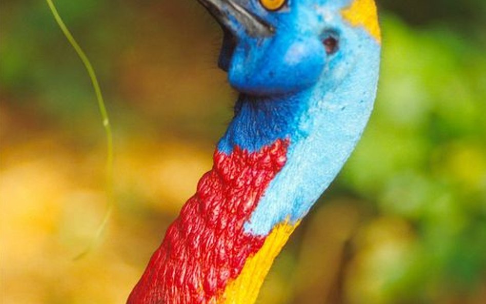 Kazuar bywa nieraz niebezpieczny dla człowieka.