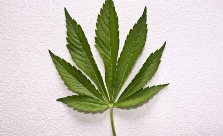 Kary za uprawę marihuany przed Trybunałem 4 listopada