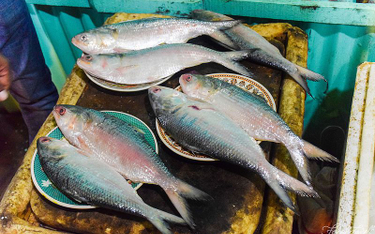 Bangladesz na 65 dni zakazuje połowów ryb. Tak będzie co roku