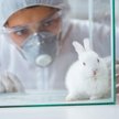 Humanitarna śmierć dla zwierząt laboratoryjnych