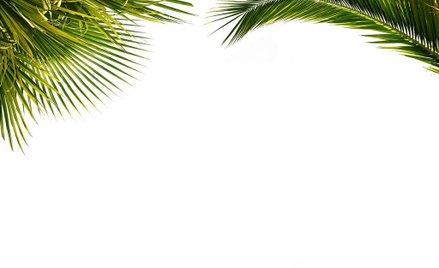 Wycięli drzewa i posadzili palmę. Zwracali uwagę na zmiany klimatu