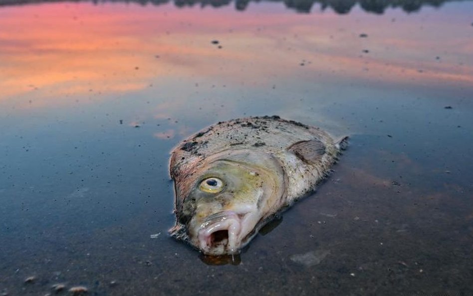 Polska i Niemcy z osobnymi raportami na temat katastrofy w Odrze