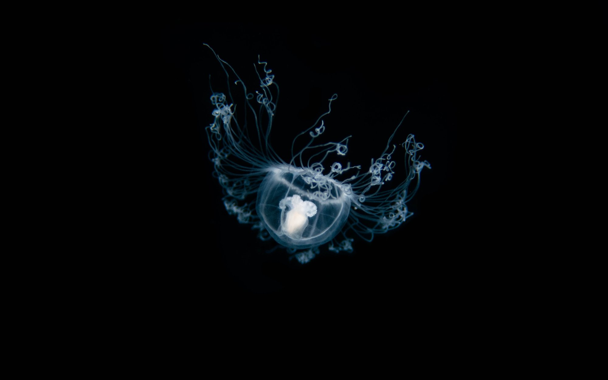 This jellyfish can live forever: an extraordinary trick of nature