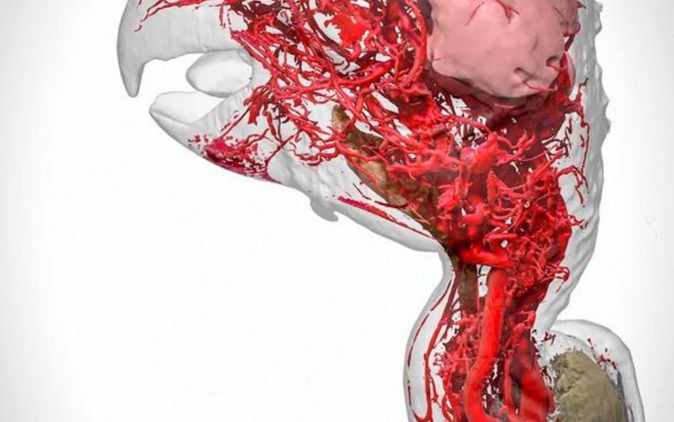 fot: Scott Birch, Scott Echols. Zdjęcie pokazuje model 3D przedstawiający skomplikowany system naczy