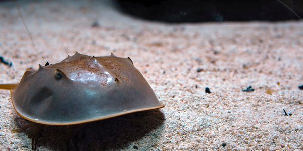 Horseshoe Crabs: Ancient 'Living Fossils' With Life-Saving Blue Blood