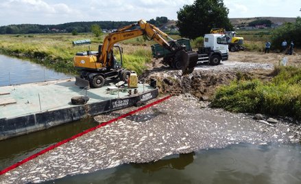 Akcja usuwania martwych ryb z Odry w miejscowości Krajnik Dolny