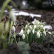 Ostatni dzwonek, żeby przygotować ogród na zimę
