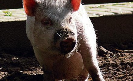 Lola tapla się w błocie. Na maskotkę się więc nie nadaje