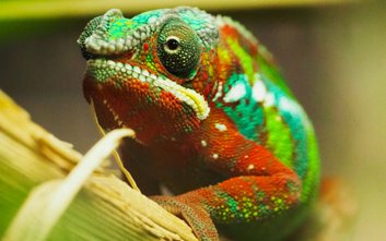 Tegoroczna edycja konkursu nawiązuje do najnowszej kampanii edukacyjnej ZOO „Egzotyczny pupil w domu