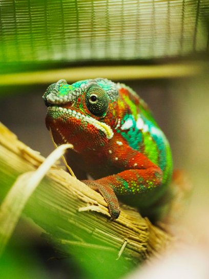 Tegoroczna edycja konkursu nawiązuje do najnowszej kampanii edukacyjnej ZOO „Egzotyczny pupil w domu