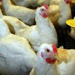 Ptasia grypa atakuje w Niemczech
