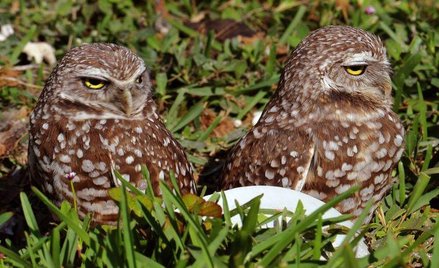 Zdjęcia miesiąca - marzec. Fotografie zwierząt