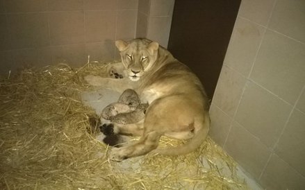 Lwy urodzone w Gdańsku wyjeżdżają już do innych ogrodów zoologicznych.