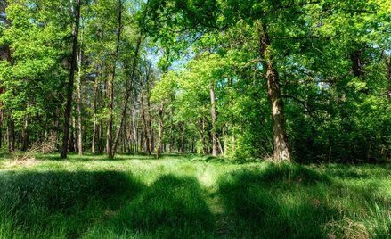 Polskie lasy trafią do pieców przez koronawirusa