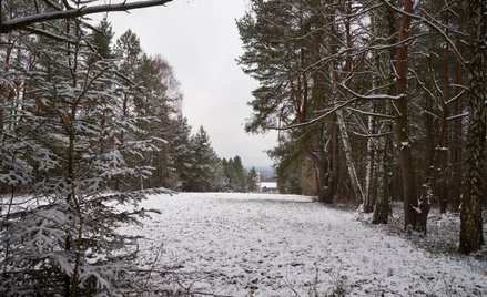 Jaka pogoda czeka nas przed świętami? IMGW podał prognozy