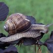 Ślimak winniczek z nieco mniejszą ochroną