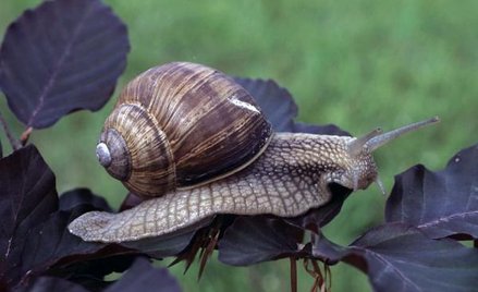 Ślimak winniczek z nieco mniejszą ochroną