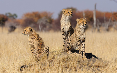 Gepardy giną tak szybko jak biegają