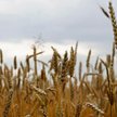 Płacili nawet 30 tysięcy złotych za hektar ziemi
