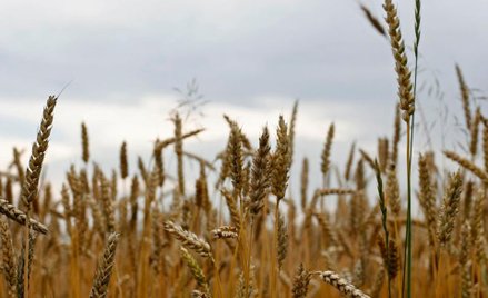 Płacili nawet 30 tysięcy złotych za hektar ziemi