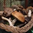 Polska rajem dla grzybiarzy