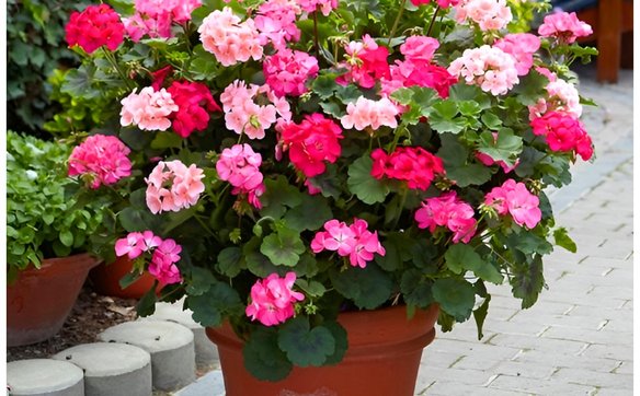 Pelargonie rozpoznają nawet Ci, którzy o kwiatach mają nikłe pojęcie