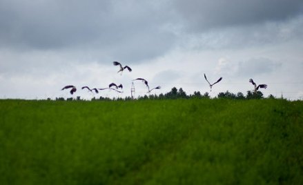 Ile za działkę pod dom