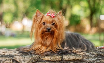 Yorkshire terrier