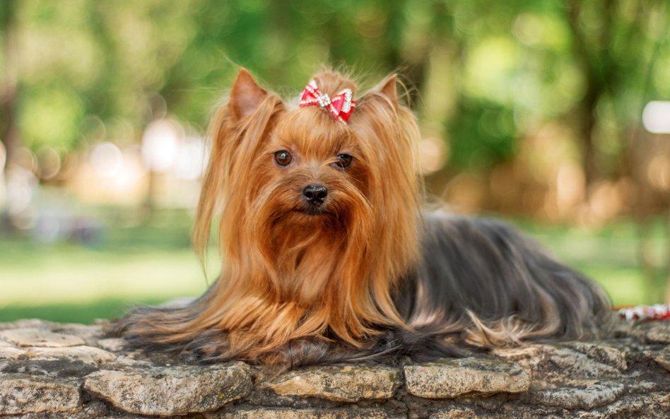 Yorkshire terrier